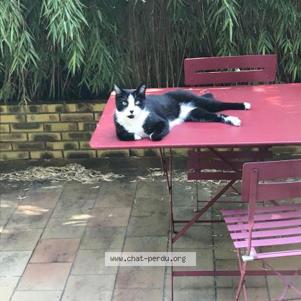 Photo 1/2 Cesar Chat lost in Le pre saint gervais