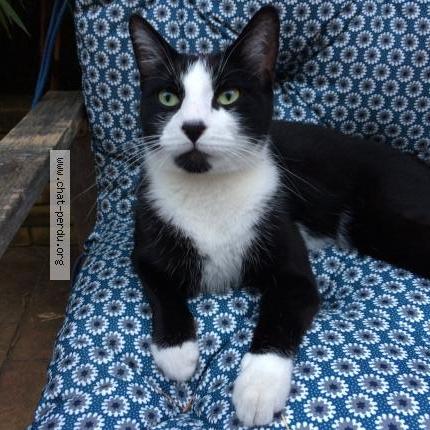 Photo 2/2 Cesar Chat lost in Le pre saint gervais