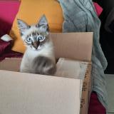 Picture of cat lost at Saint Joseph