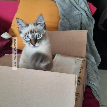 Photo 1/1 Rallye Chat lost in Saint joseph