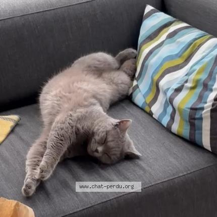 Foto 1/1 Kat teruggevonden Vermist in Bruxelles