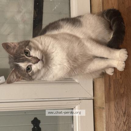 Photo 1/1 MIA Chat lost in Brie sous archiac