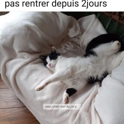 Photo 1/1 Mimi Chat lost in Hunawihr