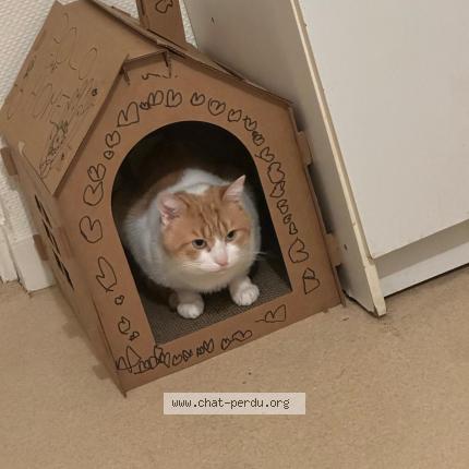 Photo 1/1 Polo Cat lost in Angers