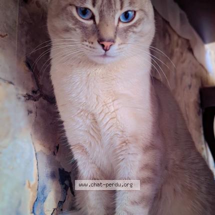 Photo 1/1 Chems Chat lost in Saint etienne du rouvray