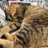 Picture of cat found at Roubaix