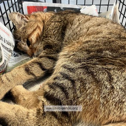 Photo 1/1 Found cat Found in Roubaix