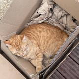 Picture of cat lost at Jonage