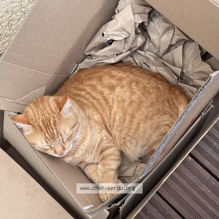 Photo 1/1 Prometheus Chat lost in Jonage