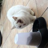 Picture of cat found at Toulouse