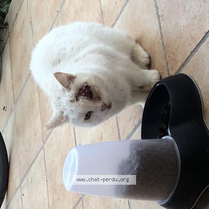 Photo 1/1 Found cat Found in Toulouse