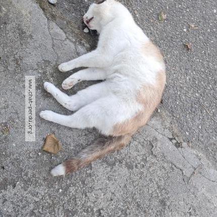 Photo 1/1 Found cat Found in Romans sur isere