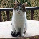 Picture of cat lost at Longeville Les Saint Avold