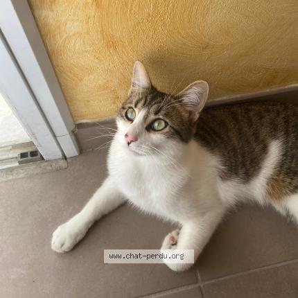 Photo 1/1 Tigry Chat lost in Villeneuve du pareage