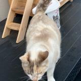 Picture of cat lost at Vaires Sur Marne