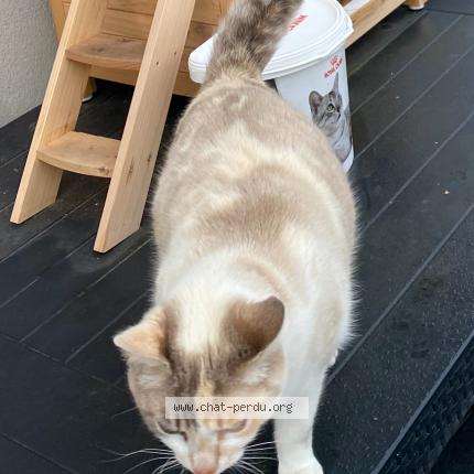 Photo 1/1 Teresita Chat lost in Vaires sur marne