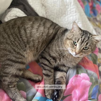 Photo 1/1 Blanco Chat lost in Saint jean aux amognes