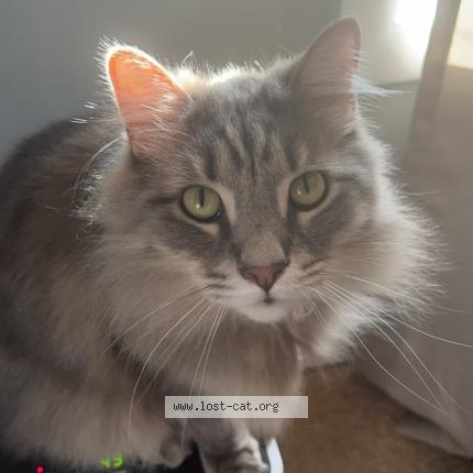 Photo 1/1 Reunited cat Lost in New Port Richey