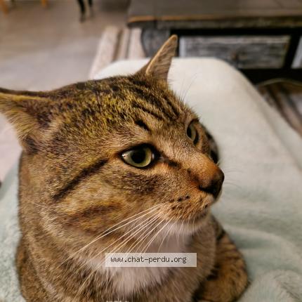 Photo 1/1 Tingo Chat lost in Ploneour lanvern