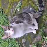 Picture of cat lost at Arnac Pompadour