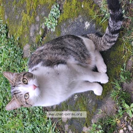 Photo 1/1 Neko Chat lost in Arnac pompadour