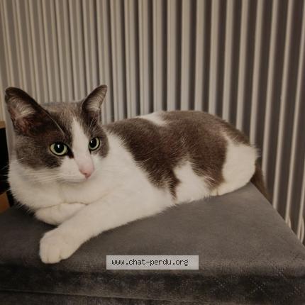 Photo 1/1 Cookie Chat lost in Bon encontre