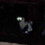 Picture of cat found at Le Raincy