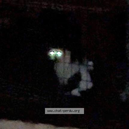 Photo 1/1 Found cat Found in Le raincy