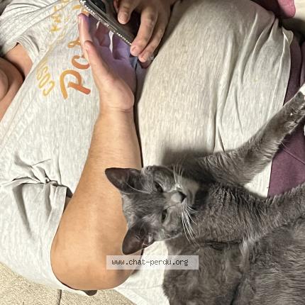 Photo 1/1 kakou Chat lost in Rillieux la pape