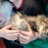 Picture of cat lost at Nibelle