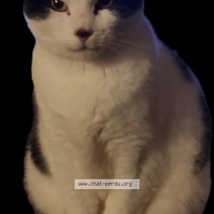 Photo 1/1 Mimi Chat lost in Marsais sainte radegonde