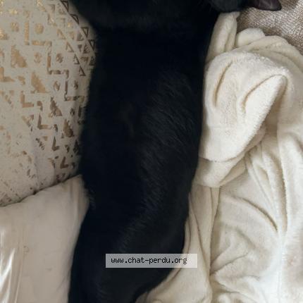 Photo 1/1 Tidji Chat lost in Le havre