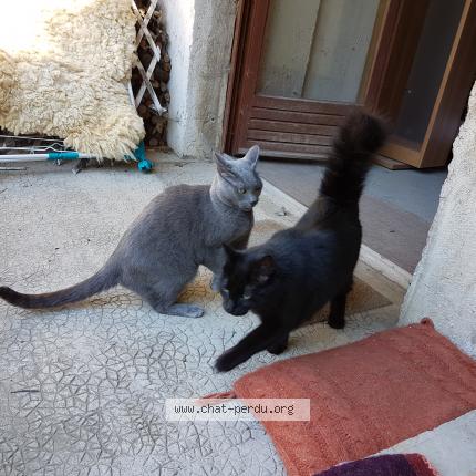 Photo 1/1 Shadow Chat lost in Dole