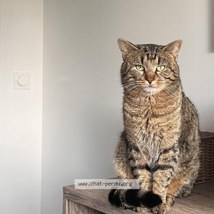 Photo 1/1 Muffy Chat lost in Chateau thebaud