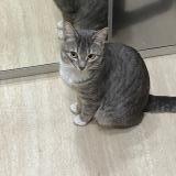 Picture of cat lost at Paris