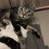 Picture of cat lost at Roubaix