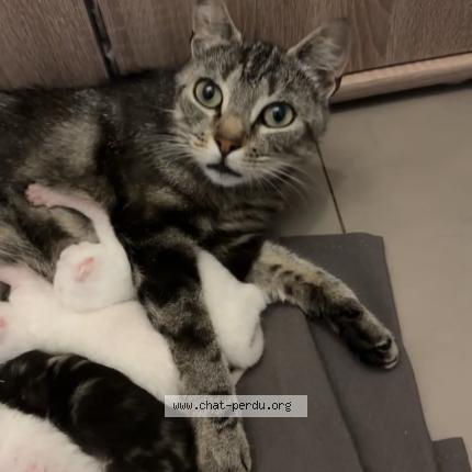 Photo 1/1 Mimine Chat lost in Roubaix