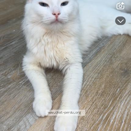 Photo 1/1 Maleina Chat lost in Marignane