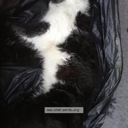 Photo 1/1 Found cat Found in Lentilly