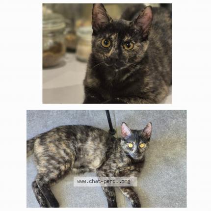 Foto 1/1 Kat teruggevonden Vermist in Braine Le Comte
