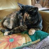 Picture of cat lost at Yvrac