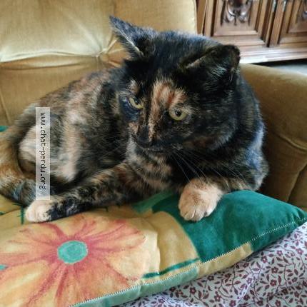 Photo 2/2 Minette Chat lost in Yvrac