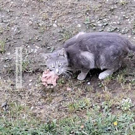 Photo 1/1 Found cat Found in Maxeville champleboeuf