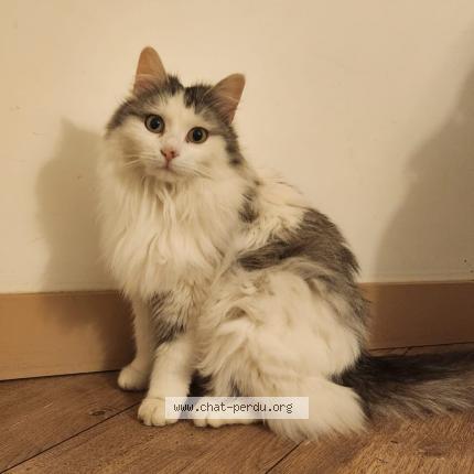 Photo 1/1 Sonny Chat lost in Andresy