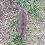 Picture of cat found at Guilherand Granges