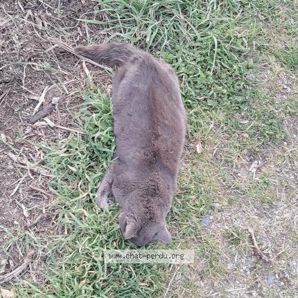 Photo 1/1 Found cat Found in Guilherand granges