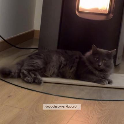 Photo 1/1 Tchoupi Chat lost in Valentigney