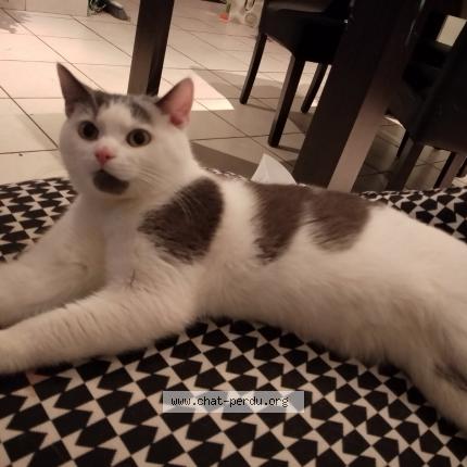 Photo 1/1 Grisou Chat lost in Roubaix