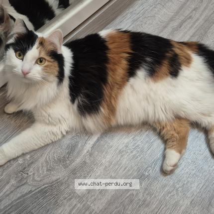 Foto 1/1 Kat teruggevonden Vermist in Anhee