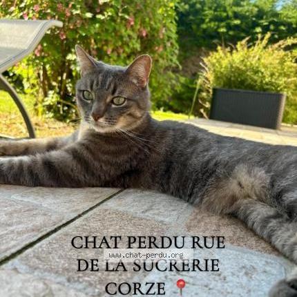 Photo 1/1 Snow Chat lost in Corze